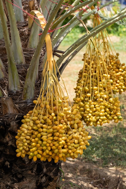 ナツメヤシの木にナツメヤシの果実 タイ北部で栽培 プレミアム写真