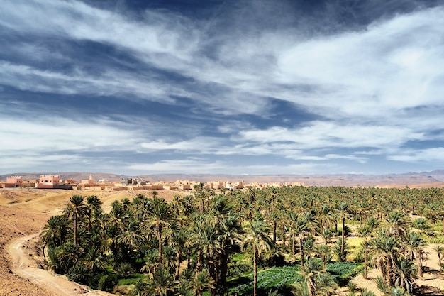 サハラ砂漠のオアシスのナツメヤシ 無料の写真