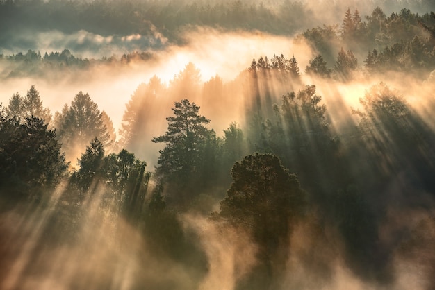 Premium Photo | Dawn in a foggy forest, the sun's rays make their way ...