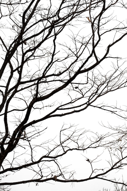 Premium Photo | Dead branches, silhouette dead tree or dry tree on ...