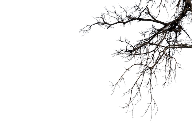 Premium Photo Dead Branches Silhouette Dead Tree Or Dry Tree On White Background With Clipping Path
