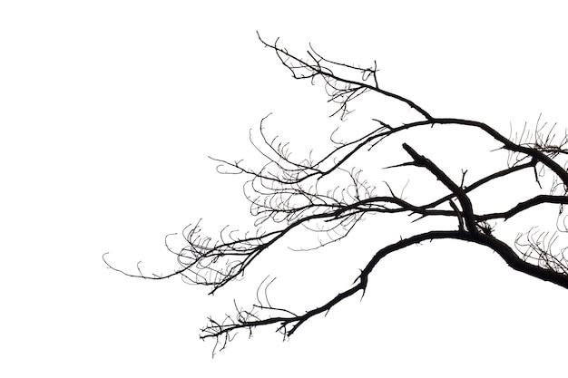 枯れた枝 シルエットの枯れ木またはクリッピングパスと白い背景の乾燥木 プレミアム写真