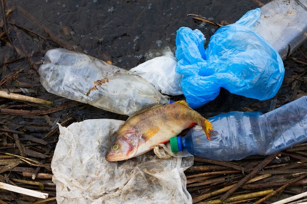 海のプラスチック製のゴミで死んだ魚 海洋生物と海洋の保護のためのコンセプト プレミアム写真