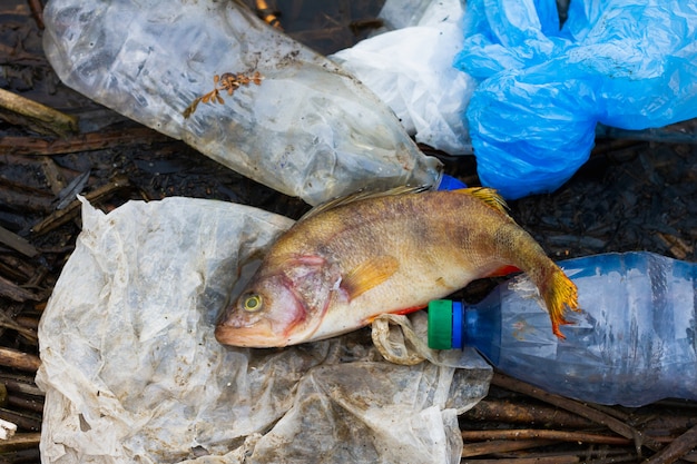 海のプラスチック製のゴミで死んだ魚 海洋生物と海洋の保護のためのコンセプト プレミアム写真