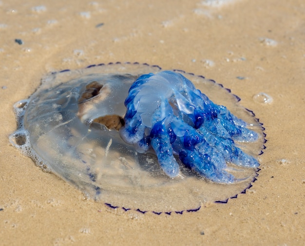 Premium Photo Dead Jellyfish On The Black Sea Shore On A Summer Day