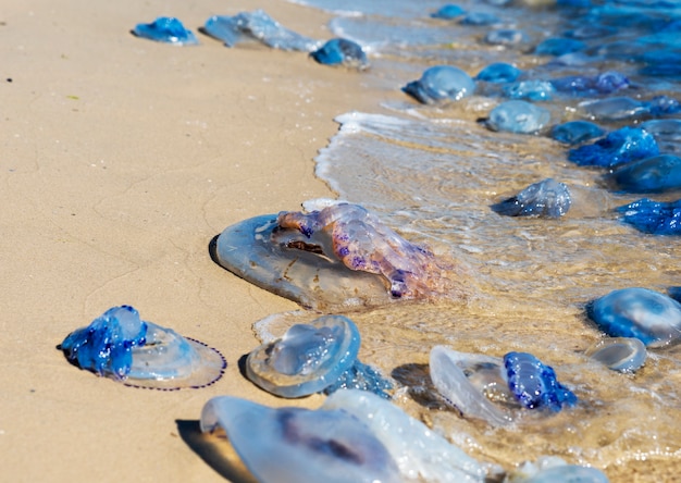 Premium Photo Dead And Living Jellyfish On The Black Sea Shore