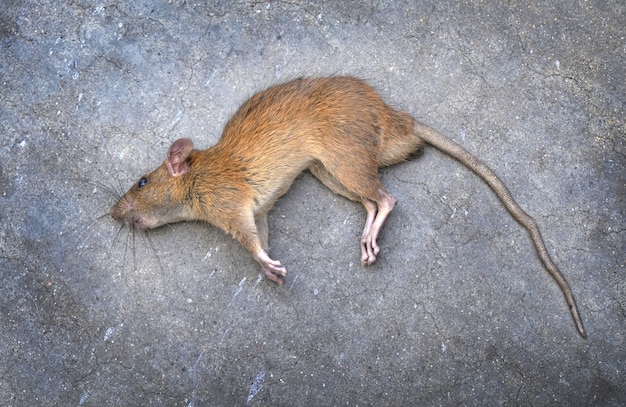 死んだネズミ 道路上の背景 プレミアム写真