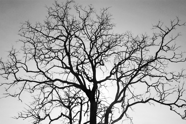 枯れ木の枝 黒と白 プレミアム写真
