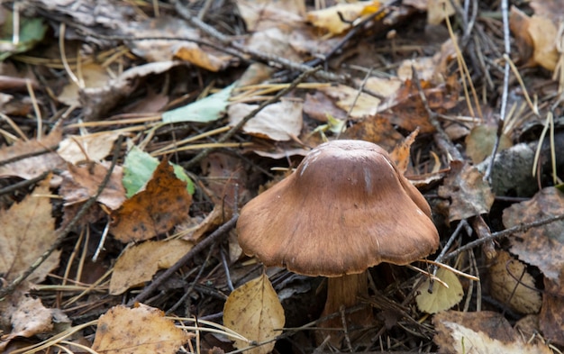 Premium Photo | Deadly mushroom cortinarius rubellus. toadstools in the  woods. dangerous mushrooms in autumn.