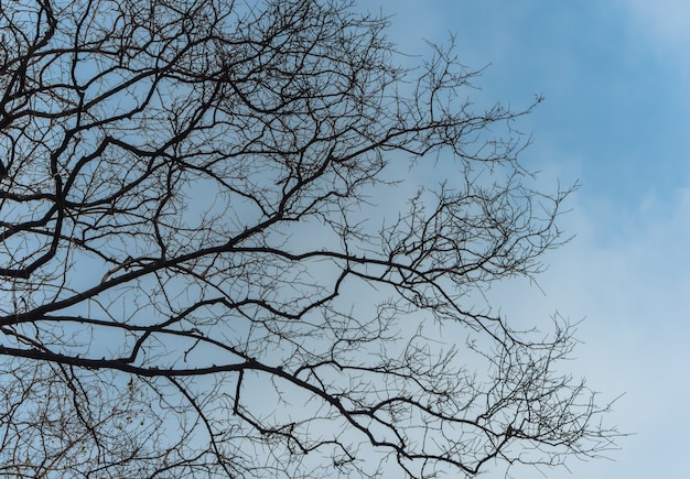 Premium Photo | Deciduous tree branch