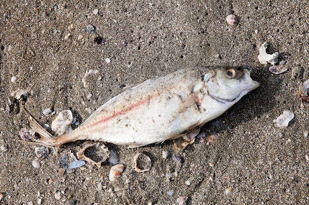主に魚の骨が残っている浜辺で死んだ魚の死骸を分解する プレミアム写真
