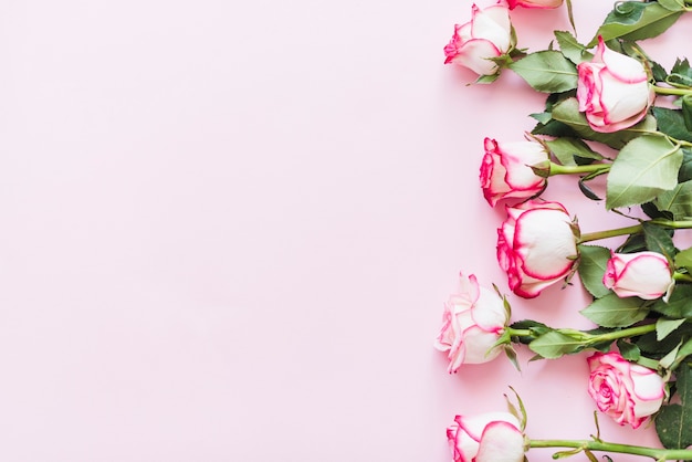 Decorative colorful roses on a background Free Photo