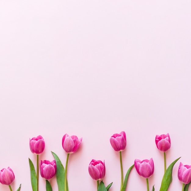 Decorative Colorful Tulip Flowers On A Background 