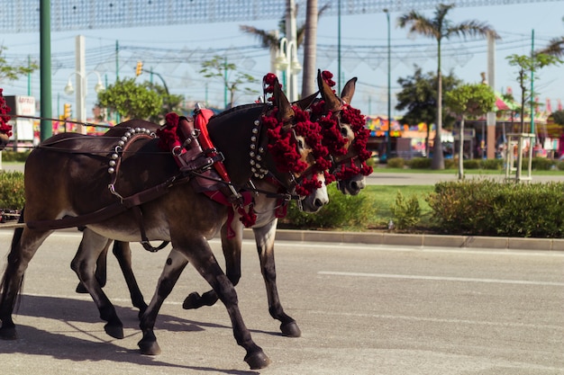 Decorative Horses Walking On Street Free Photo