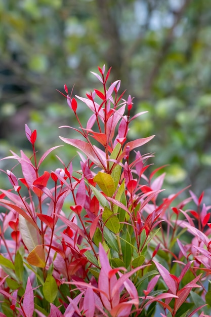 Red And Green Leaves On Tree Branches Stock Photo   Image Of Tree