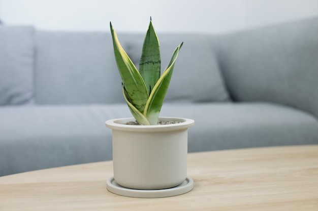 Decorative sansevieria plant on wooden table in living room. sansevieria trifasciata prain in gray c