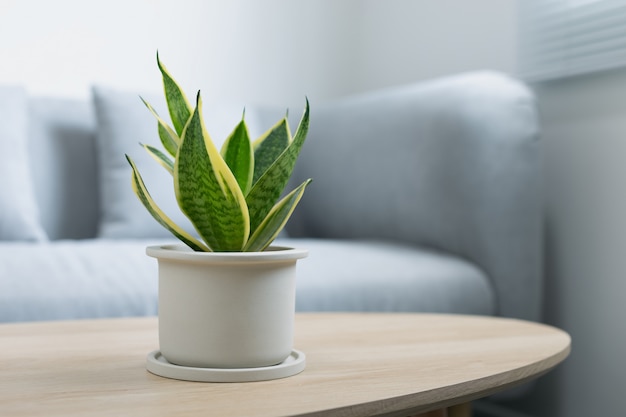 Decorative sansevieria plant on wooden table in living room Premium Photo