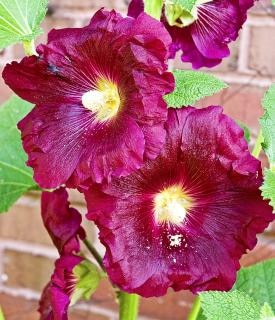deep purple flowers deep purple flowers