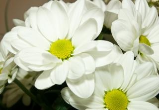 Free Photo | Deep white flowers