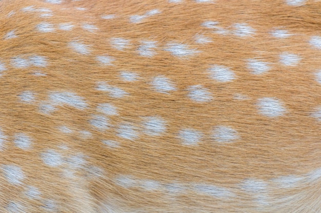 deer fur