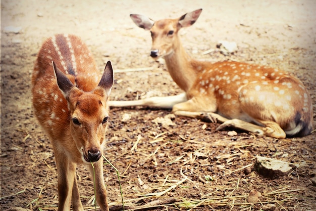 Premium Photo | Deer star