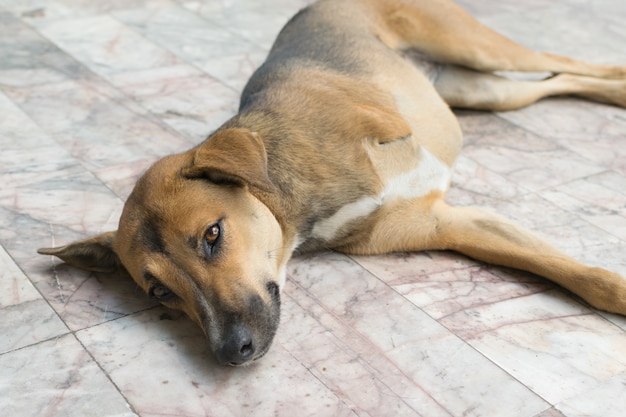 Premium Photo | Defect thai brown dog with three legs