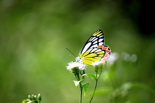 Premium Photo | Delias eucharis the common jezebel is a mediumsized ...