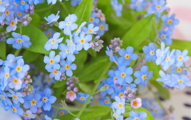 繊細な花ワスレナグサ プレミアム写真