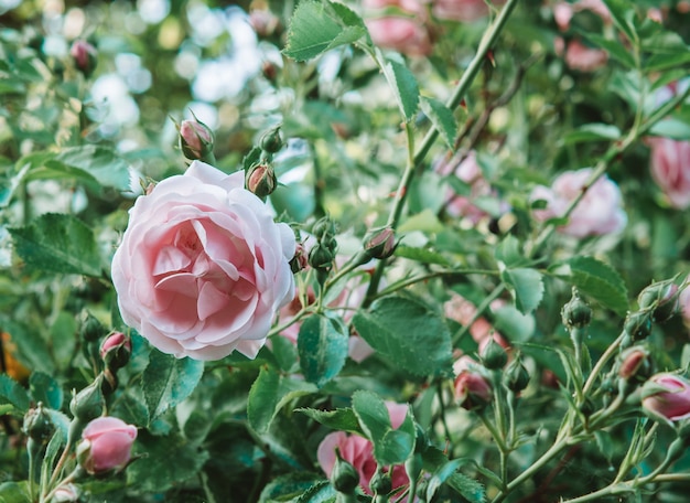 庭に咲く繊細な桃のバラ クローズアップ写真 濃い緑色の背景 庭のコンセプト バラの花 プレミアム写真