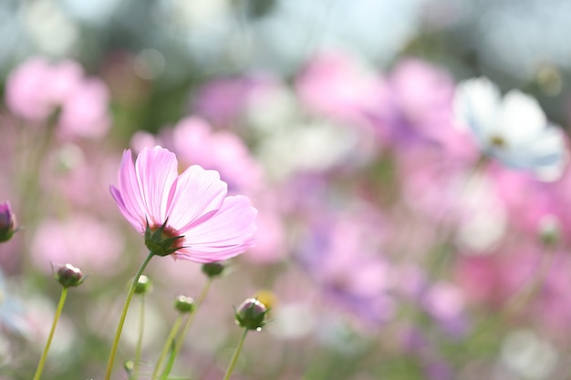 Premium Photo | Delicate pink cosmos flower rear view garden with soft ...