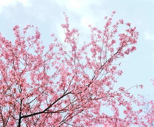 花木上の繊細なピンクの春の花 プレミアム写真