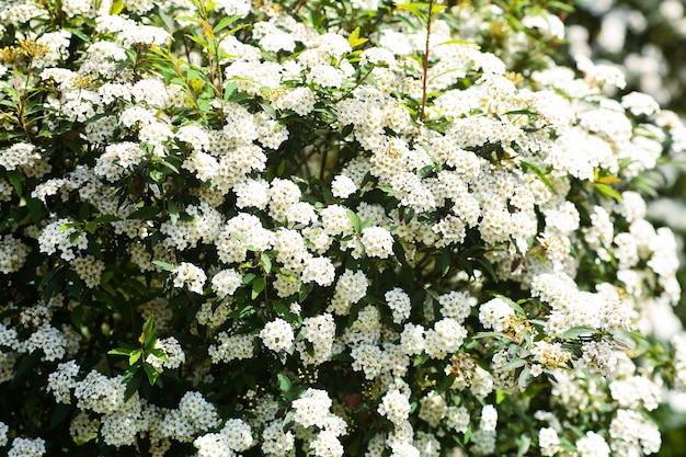 Premium Photo Delicate White Flowers In The Garden