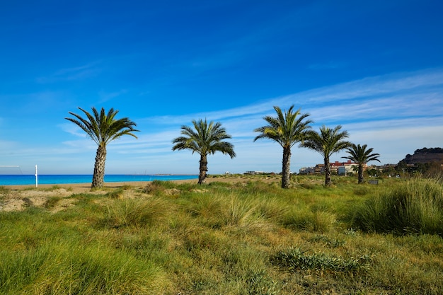 Premium Photo | Denia las marinas beach palm trees in spain