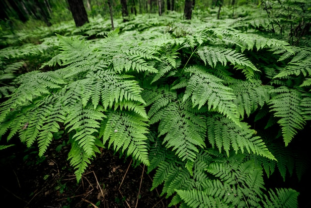 Premium Photo | Dense fern thickets.