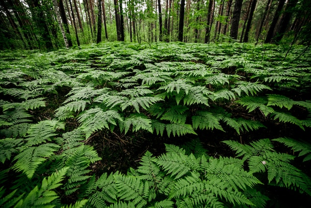 Premium Photo | Dense fern thickets.