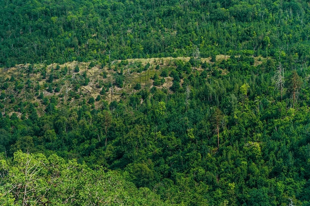 Premium Photo | A dense forest of green trees of firs firs and pines