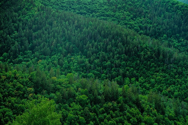 Premium Photo | A dense forest of green trees of firs firs and pines