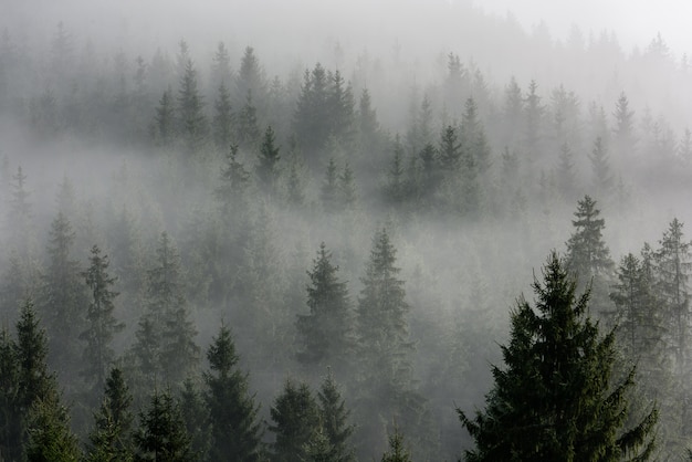 Dense pine forest in morning mist. foggy pine forest. | Premium Photo