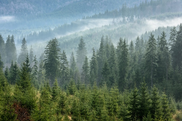 Dense pine forest in morning mist. foggy pine forest. | Premium Photo