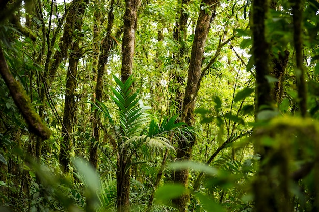 Dense tropical rainforest in costa rica | Free Photo