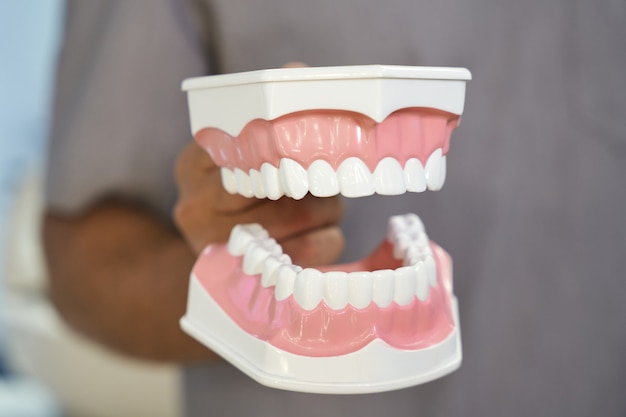 Premium Photo | Dental model of human teeth being showed by doctor
