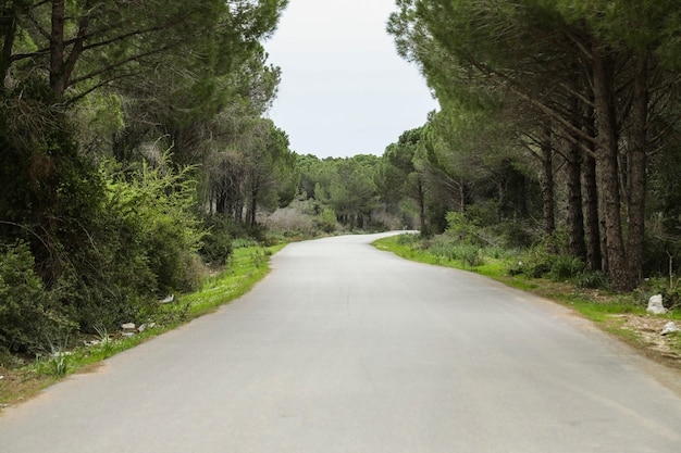 Premium Photo | Desert road passing through the forest