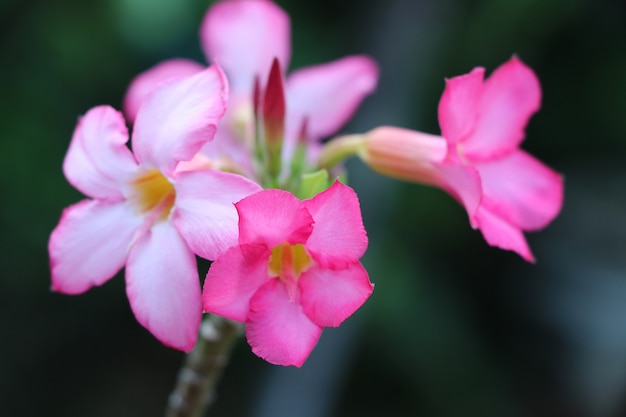 砂漠のバラピンク色の小さな花と自然の背景の夏のクローズアップの鮮度 プレミアム写真