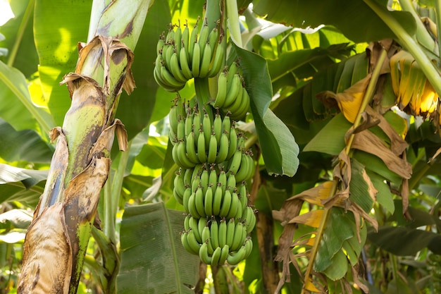 Premium Photo | Detail of a banana plantation at luxor, egypt.