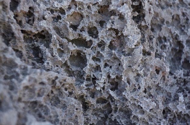 Premium Photo | Detail of a limestone rock typical of the mayan riviera ...