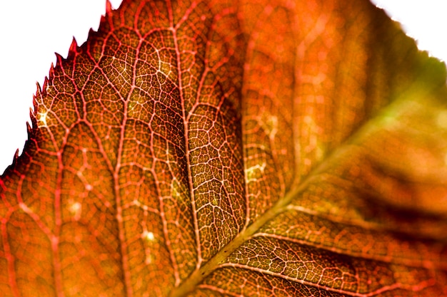 Free Photo | Detail of an orange leaf