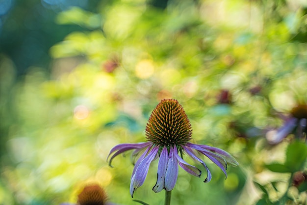 premium-photo-detail-of-an-ovule-of-a-purple-flower