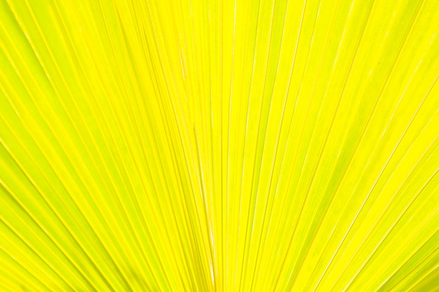 Free Photo | Detail of palm leaves yellow background