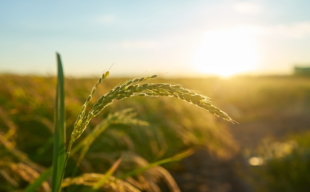 Detail of the rice plant at sunset in valencia, with the plantation out of focus. rice grains in plant seed. Free Photo