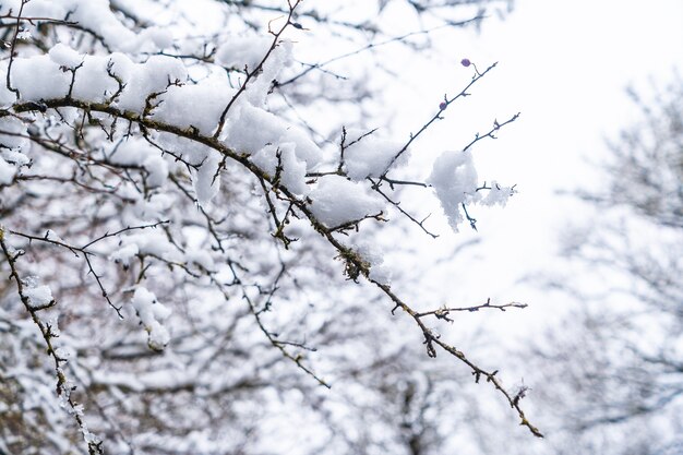 Premium Photo | Detail of the snow and ice on the branches of the trees ...